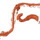 Detailed x-ray view of the baby snake.